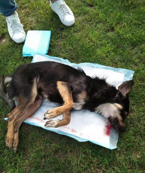 小狗被公园保安驱赶打死 原因竟然只是因为一个眼神？